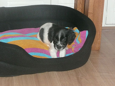 The cocker spaniel pup in its new home shortly before she died of parvovirus
