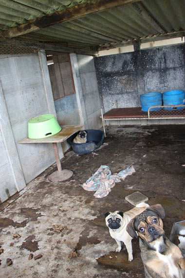 Typical conditions in puppy farm