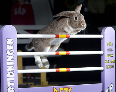 Rabbit Show Jumping