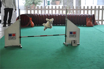 Dog jumping over hurdle