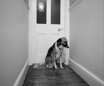 Scout cowering on the 5th of November