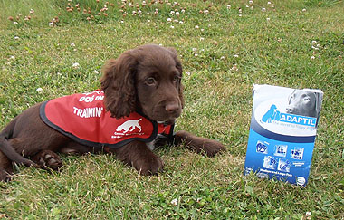 A Medical Detection Dog in training