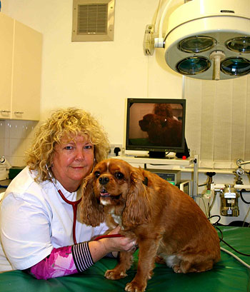 A dog about to undergo a keyhole spay at the Prince Bishop Veterinary Hospital
