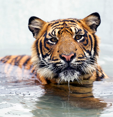 Sumatran Tiger
