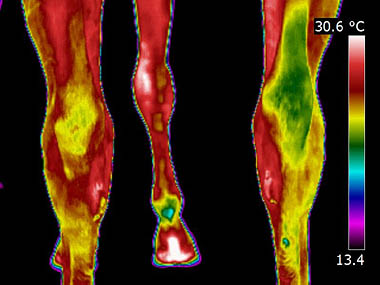 Thermal asymmetry in hocks