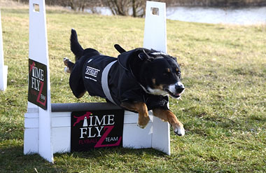 Time Flyz Flyball Team