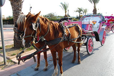 Tourist horses in Hammamet Tunisia