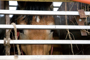 Horse behind slats being transported