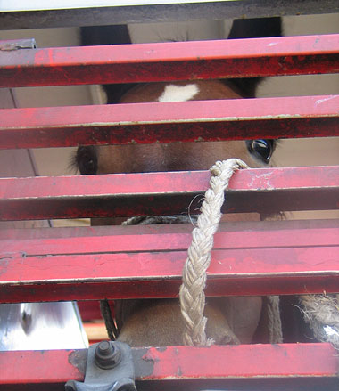 A horse being transported long distance to slaughter