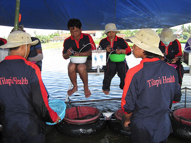 Vaccinating tilapia