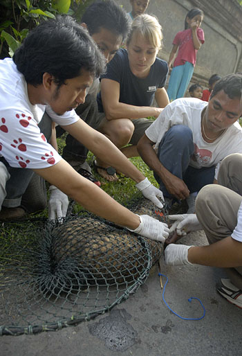 Vets vaccinate dog against rabies copyright WSPA