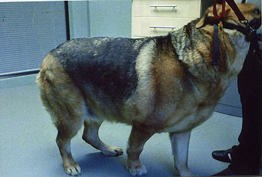 WINNER Fudge before losing 29kg