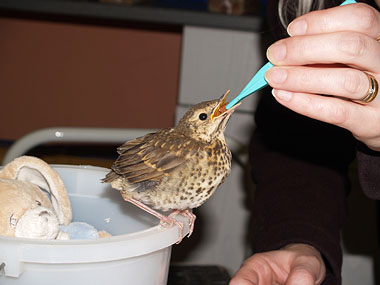 Little injured bird being fed with tweezers