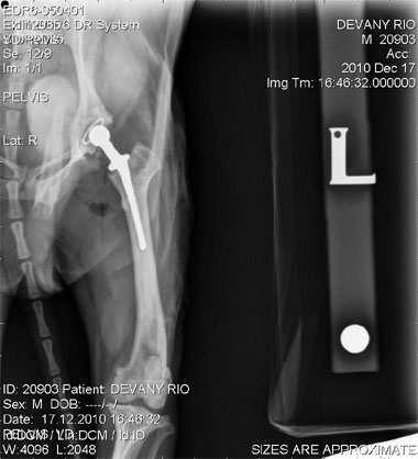 Xray showing ‘Nano’ total hip replacement in Yorkshire Terrier