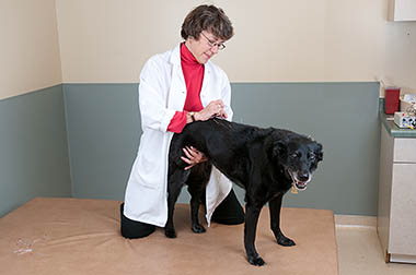 Photo of vet performing acupuncture on dog