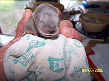 Baby otter