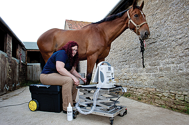 Vet scanning a horse