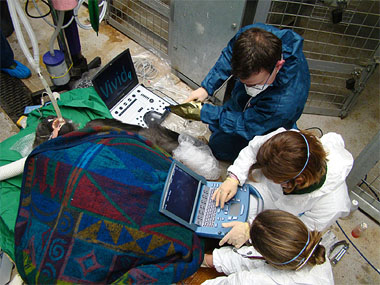 Vet surgeons operating