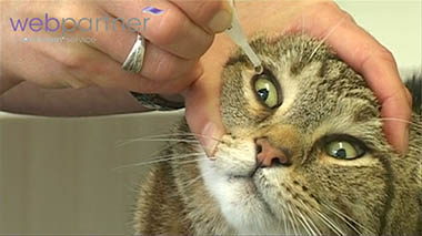 Cat getting eye drops