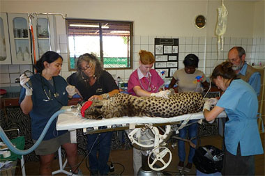 Scanner being used on a Cheetah