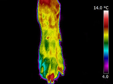 Thermal imaging scan of a dog toe injury