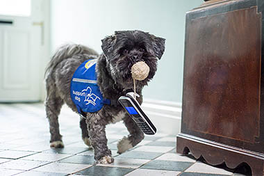 A Support Dog carrying a mobile phone in it's mouth