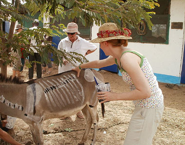 Horse bodypainting in Gambia