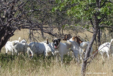 Dog guarding livestock in the bushveld