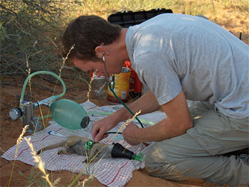 Julian Drewe examining an anaethetised meerkat