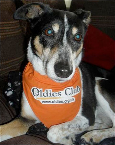 Old dog sporting an Oldies Club scarf