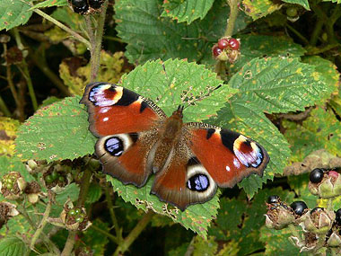 Peacock butterfly
