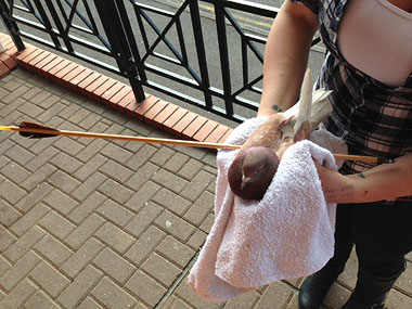 Photo showing pigeon shot with arrow