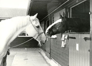 Sefton and Echo