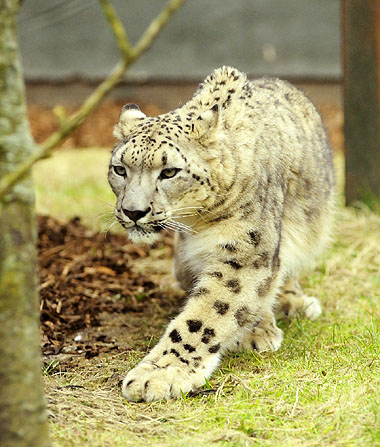Photo of snow leopard