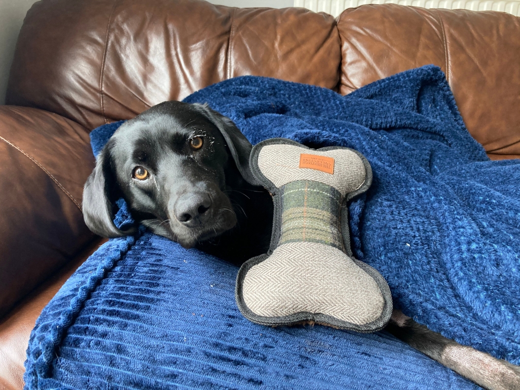 Molly recovering at home