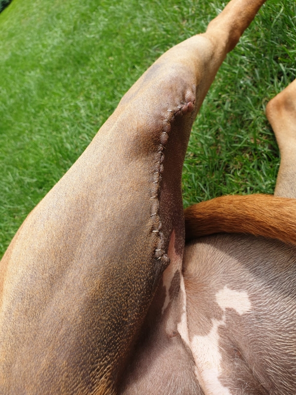 Elsa the boxer dog's leg following surgery at Linnaeus practice Vet4Life