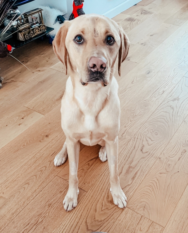 Intense Intervention Saves Pablo's Life From Leptospirosis / Veterinary