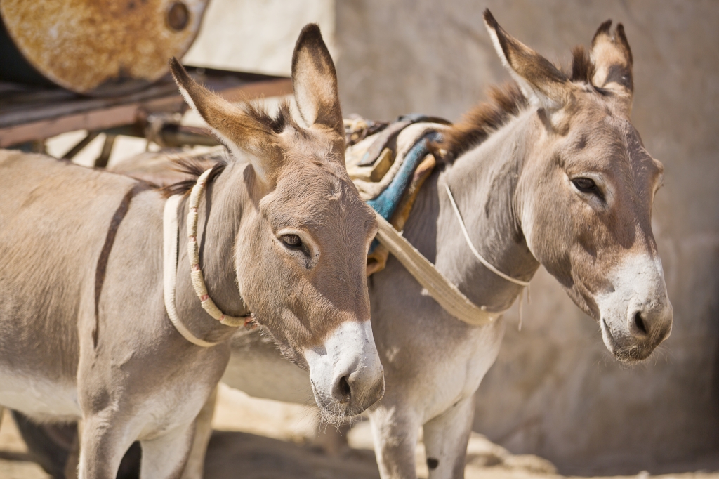 Working donkeys in Mauritania