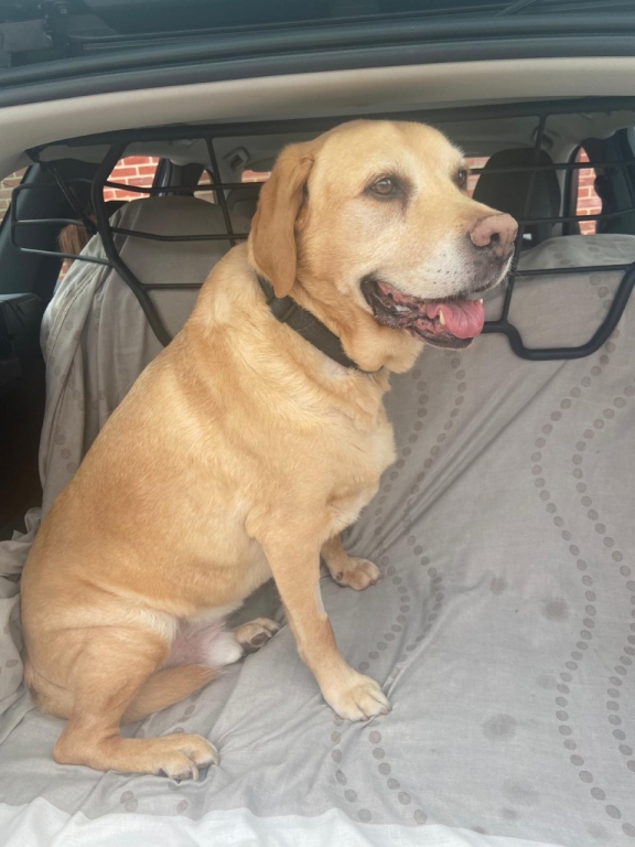 Ben Copyright IVC Evidensia