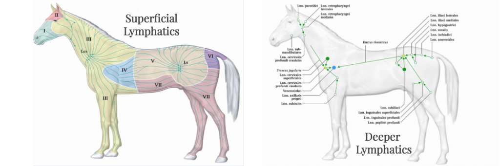 The Equine Lymphatic System and Treatment of Equine Chronic Progressive Lymphoedema (CPL) by Rebecka Blenntoft  - European Seminar in Equine Lymph Drainage (ESEL)