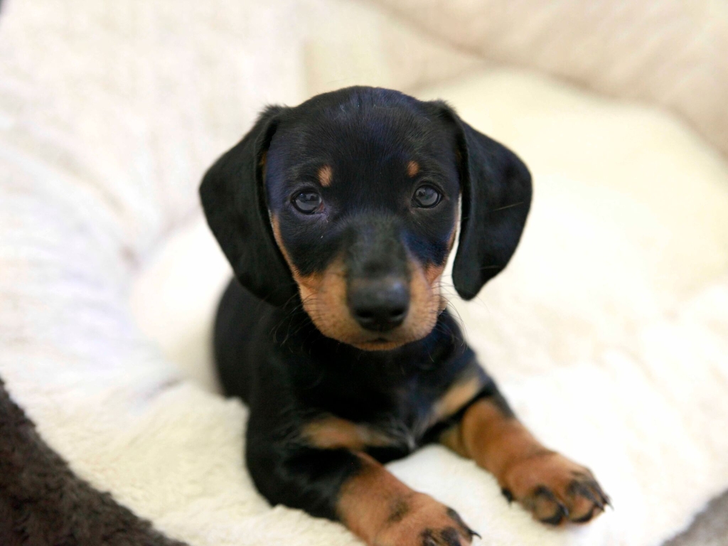 On average dachshunds live for 14 years - credit Dogs Trust