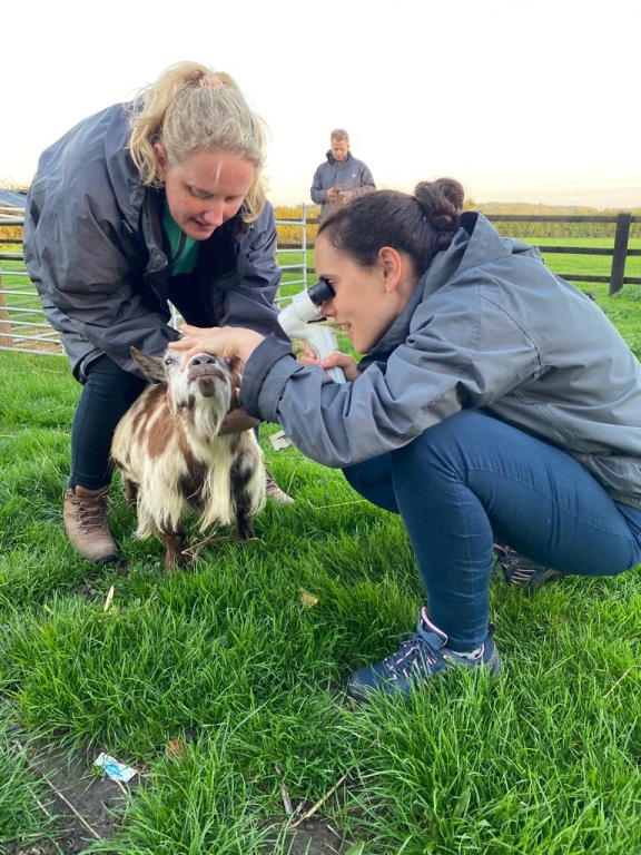Ophthalmology residents Hannah Joyce (left) and Catarina Goncalves (right) examine the eyes of a goat