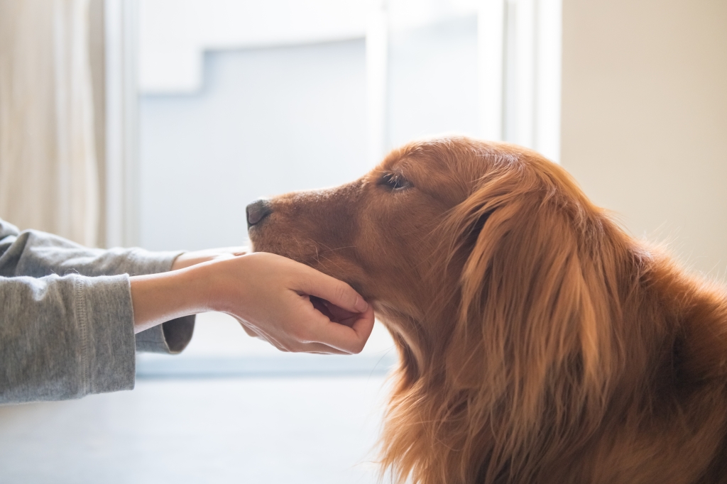 Home Euthanasia Services