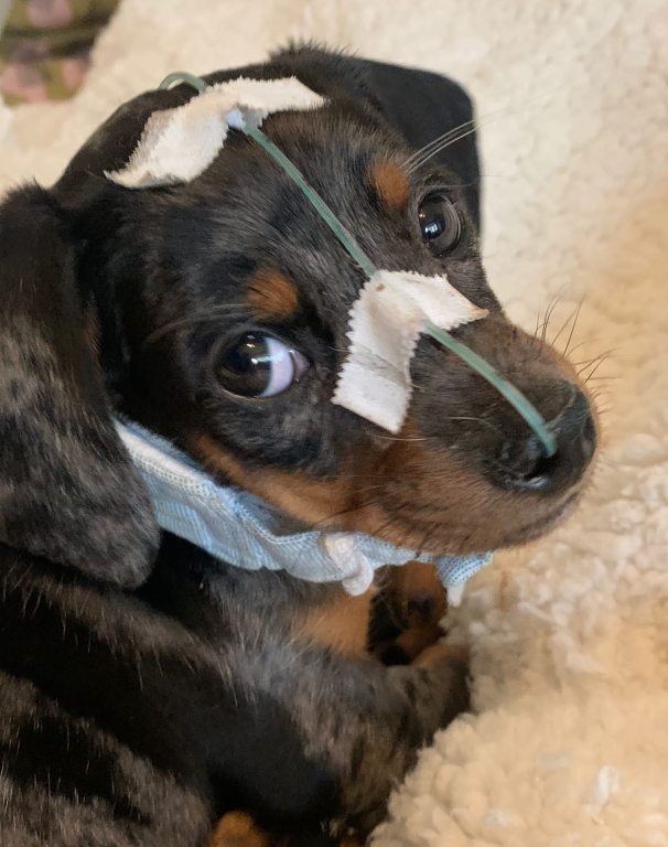 Five-week-old puppy Walter suffered a badly fractured jaw