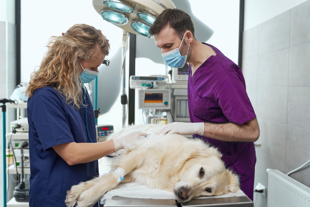Two vets examining a dog in theatre