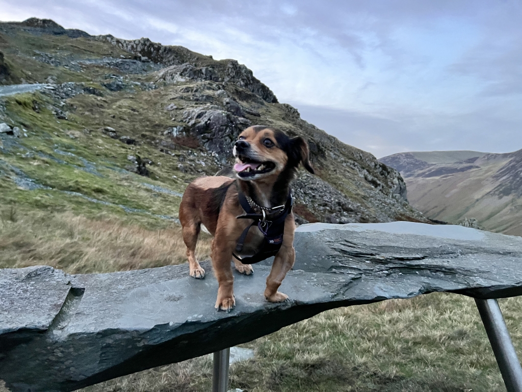 Paralysed dachshund Jay is back on his feet after surgery to correct a slipped disc at Kentdale Referrals in Milnthorpe, Cumbria. 