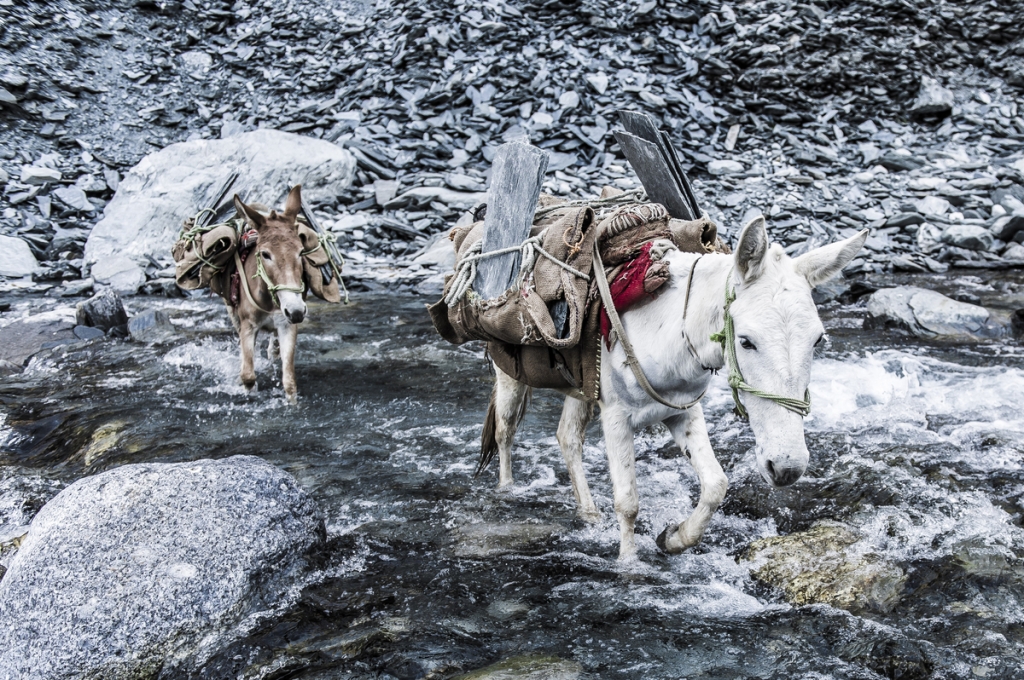 Donkeys carry slate across a river