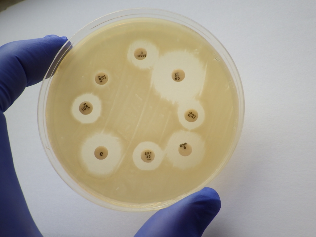 Please credit Rossdales Labs.  Caption:  Antimicrobial sensitivity testing using the disc diffusion technique.   