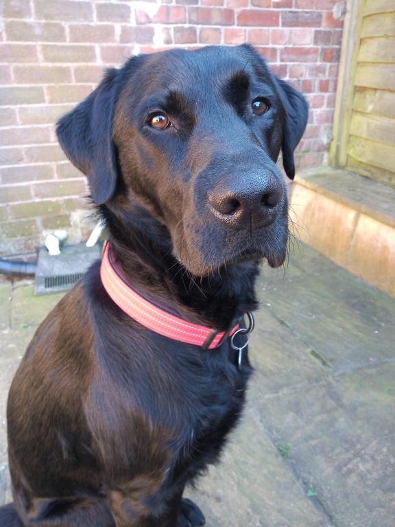 Two-year-old Labrador retriever Bailey has undergone lifesaving heart surgery at Davies Veterinary Specialists in Hertfordshire. 
