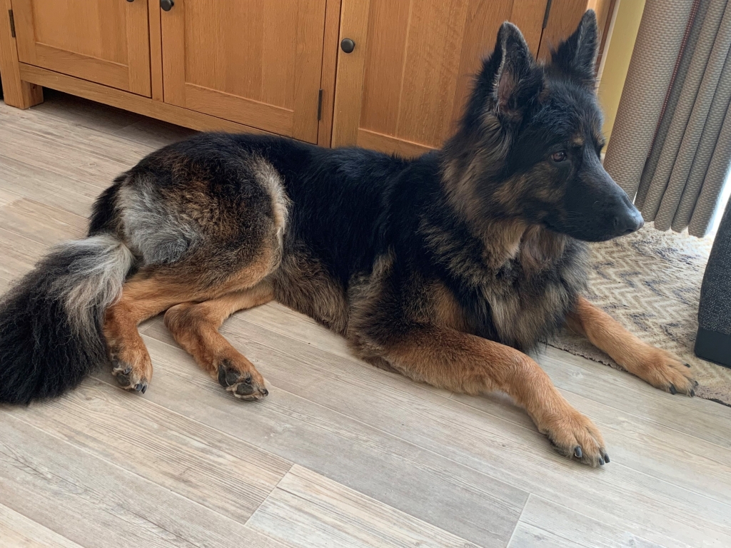 Seven-year-old German Shepherd, Dexter, underwent lifesaving out-of-hours surgery at Willows Veterinary Centre and Referral Service in Solihull